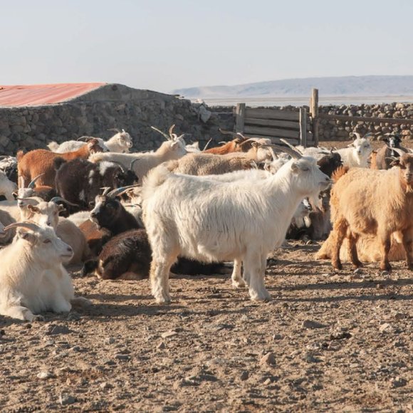 Pure Cashmere scarf, Best cashmere scarf, Cozy Shoulder Wrap, Lightweight Scarf - Picture 7 of 10